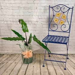 Elephant Ear Plant - Indoor Plant Gift - Tree2mydoor