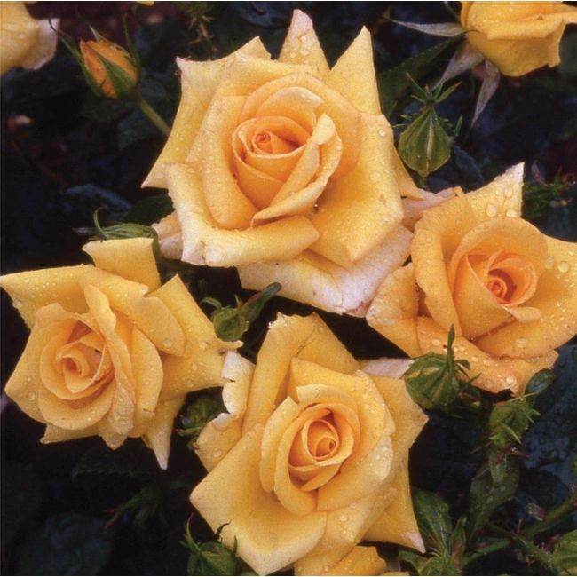 Emerald 55th Anniversary Rose Bush Gift - Rose Bush Gift - Tree2mydoor