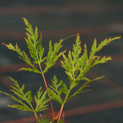 Emerald Lace Japanese Maple Tree Gift - Acer Tree Gift - Tree2mydoor