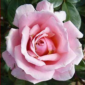 English Princess Standard Rose Gift