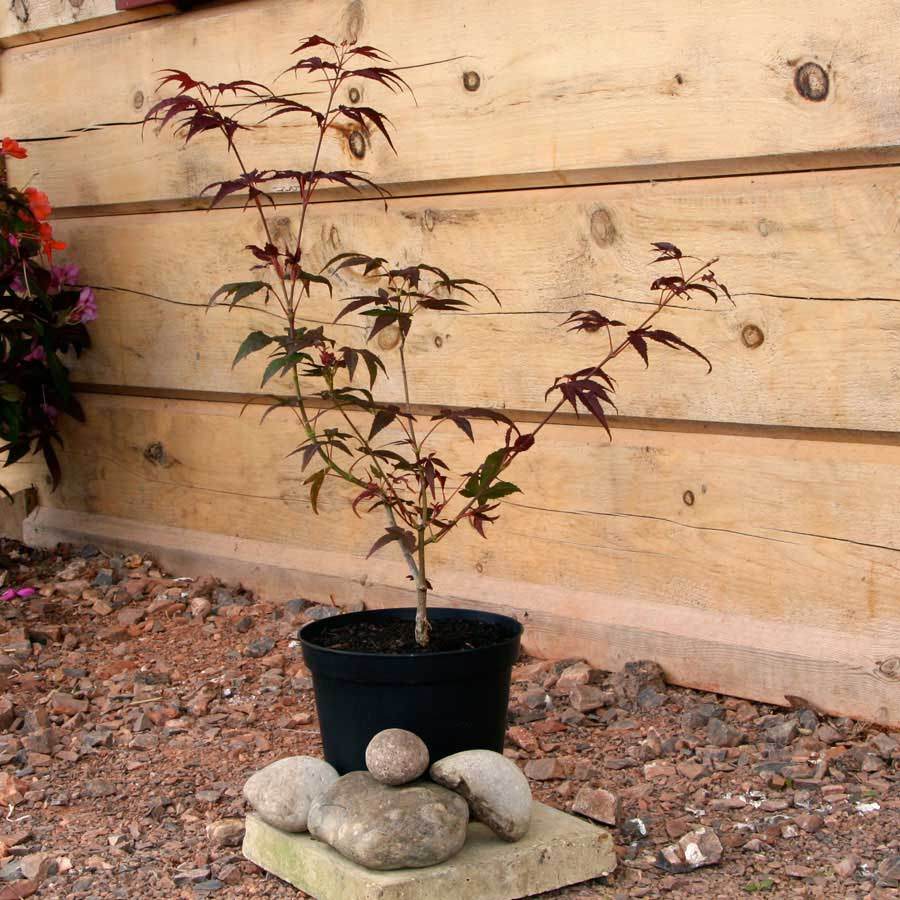 Enkan Japanese Maple Tree Gift - Acer Tree Gift - Tree2mydoor
