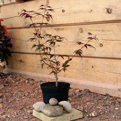 Enkan Japanese Maple Tree Gift - Acer Tree Gift - Tree2mydoor