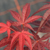 Red Japanese Maple Tree