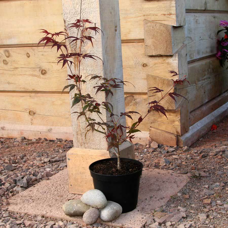 Enkan Japanese Maple Tree Gift - Acer Tree Gift - Tree2mydoor