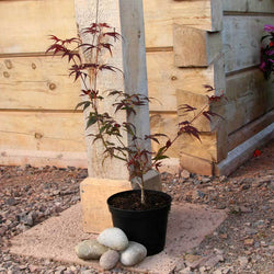 Enkan Japanese Maple Tree Gift - Acer Tree Gift - Tree2mydoor