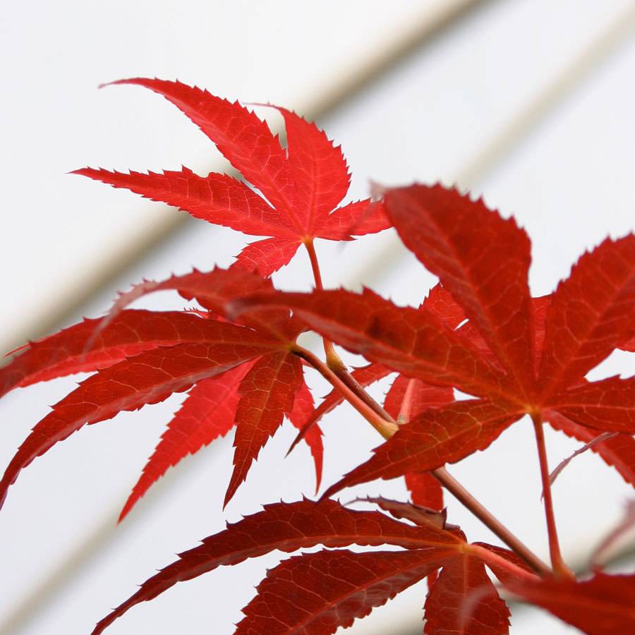 Enkan Japanese Maple Tree Gift - Acer Tree Gift - Tree2mydoor