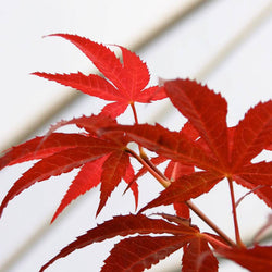 Enkan Japanese Maple Tree Gift - Acer Tree Gift - Tree2mydoor