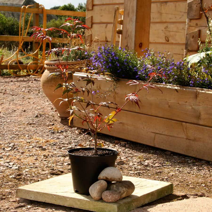 Enkan Japanese Maple Tree Gift - Acer Tree Gift - Tree2mydoor