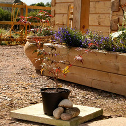 Enkan Japanese Maple Tree Gift - Acer Tree Gift - Tree2mydoor