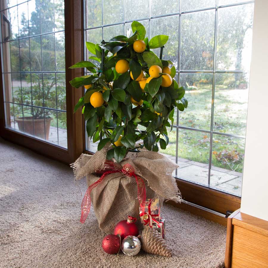 Espalier Christmas Lemon Tree Gift