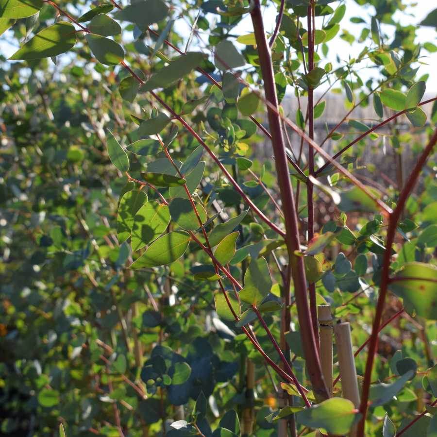 Eucalyptus - Gum Tree - Gardeners Club - Tree2mydoor