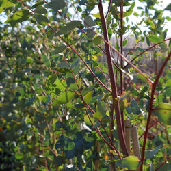 Eucalyptus - Gum Tree - Gardeners Club - Tree2mydoor