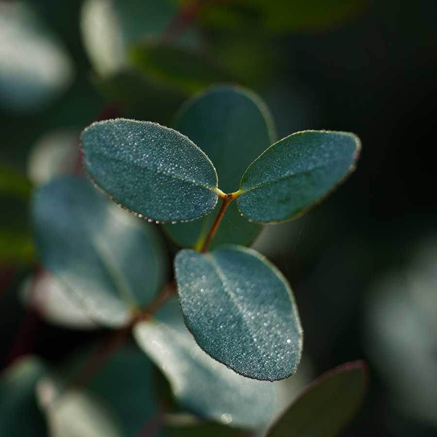 Eucalyptus Tree