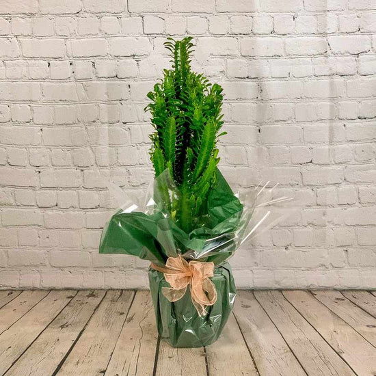Euphorbia Trigona for Sale