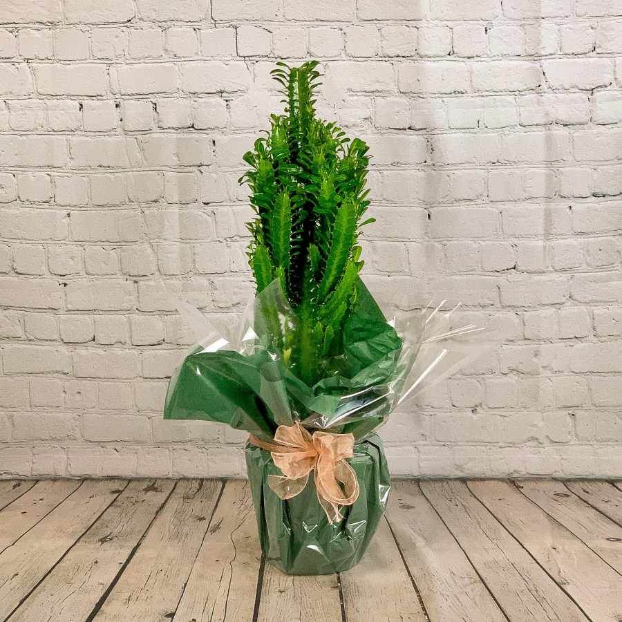 African Milk Tree - Indoor Plant Gift - Tree2mydoor