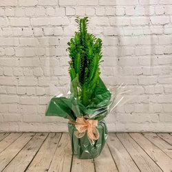 African Milk Tree - Indoor Plant Gift - Tree2mydoor