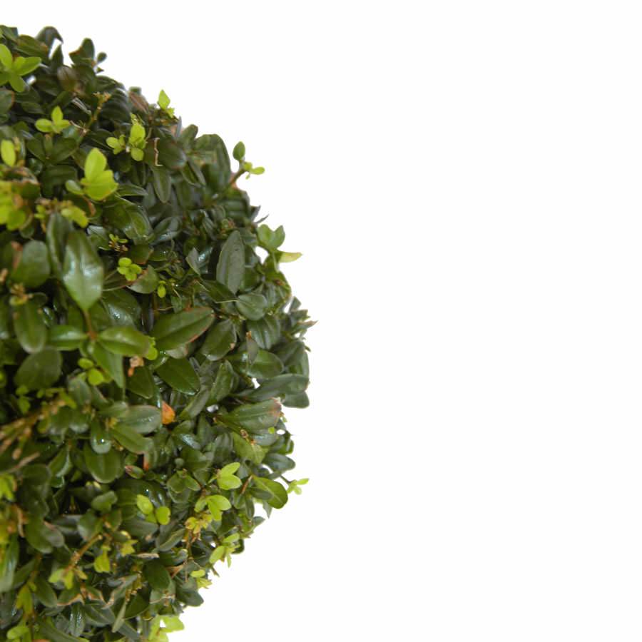 Box Ball Tree Gift - Topiary Tree Gift - Tree2mydoor