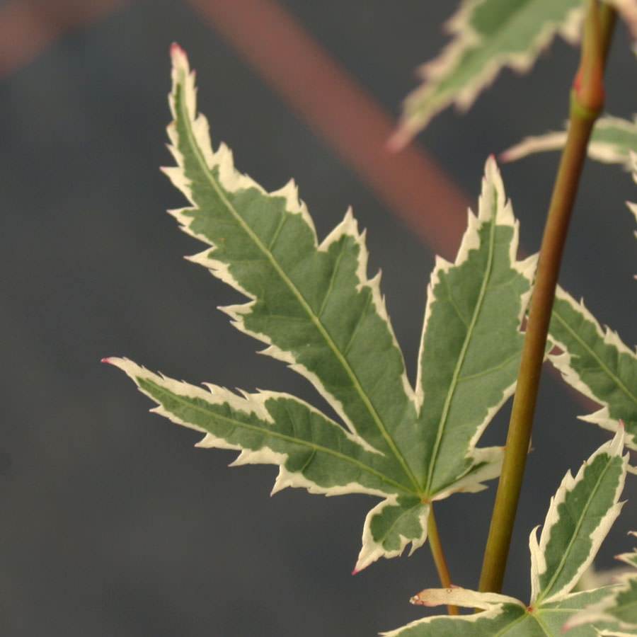 Butterfly Japanese Maple Tree Gift - Acer Tree Gift - Tree2mydoor