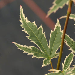 Butterfly Japanese Maple Tree Gift - Acer Tree Gift - Tree2mydoor