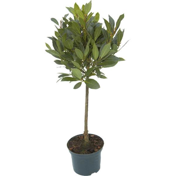 Bay Tree Gift - Medium - Bay Tree Gift - Tree2mydoor