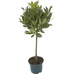 Bay Tree Gift - Medium - Bay Tree Gift - Tree2mydoor