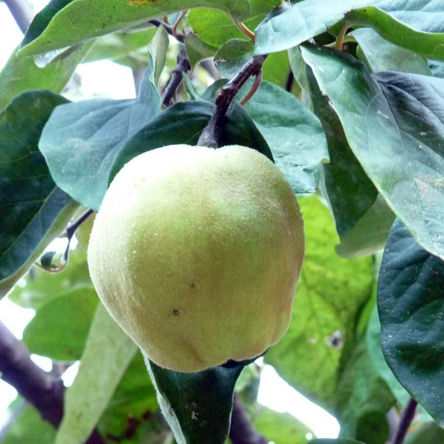 Dwarf Quince Tree Gift - Fruit Tree Gift - Tree2mydoor
