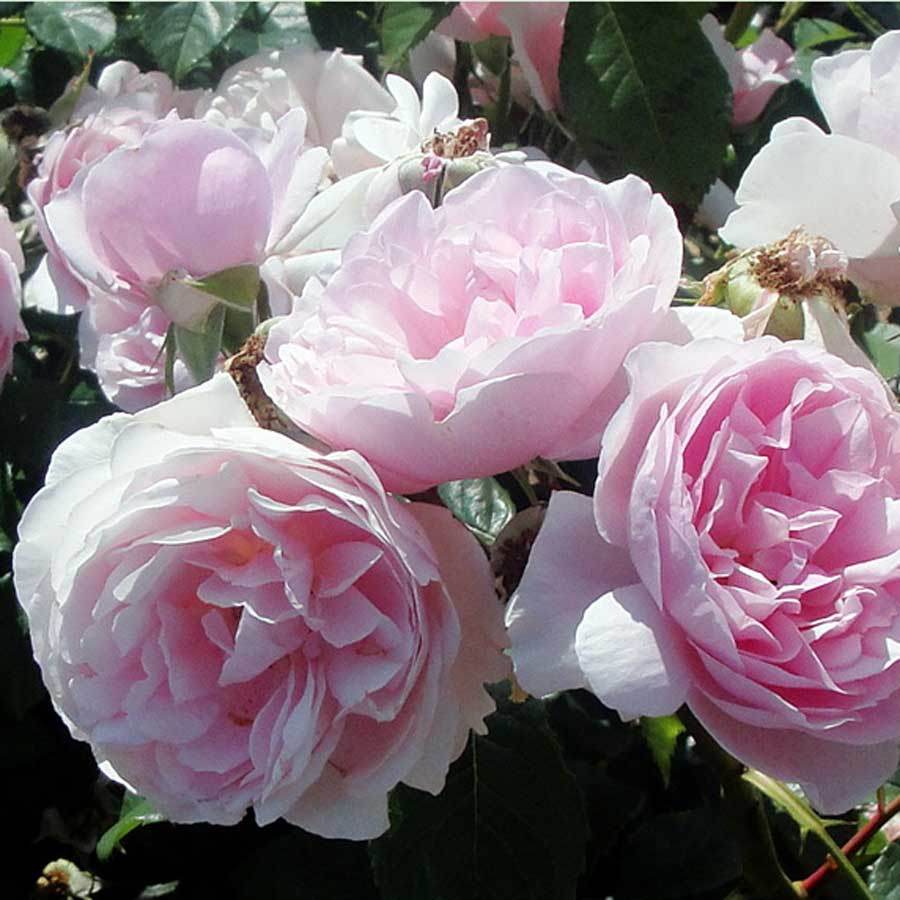 Make a Wish Rose Bush Gift - Rose Bush Gift - Tree2mydoor