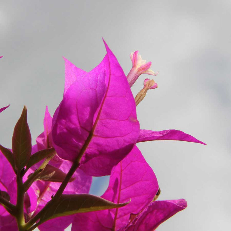 Pink Bougainvillea Leaves