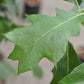 Red Oak Trees for Sale