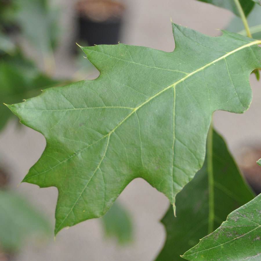 Red Oak Tree Gift - Gardeners Club - Tree2mydoor
