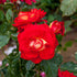 Best Wishes Climbing Rose Gift