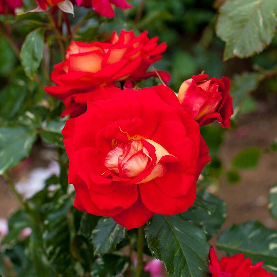 Best Wishes Climbing Rose Gift - Rose Bush Gift - Tree2mydoor