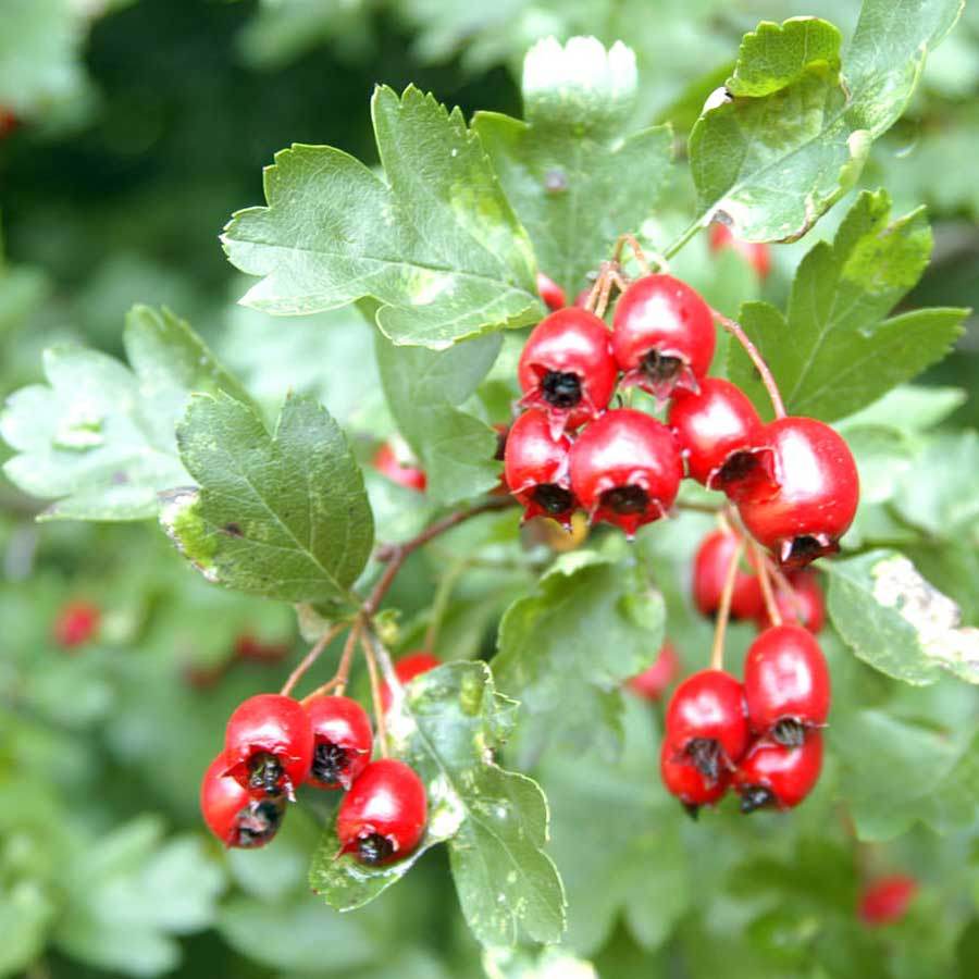 Hawthorn Tree Gift - Native Tree Gift - Tree2mydoor