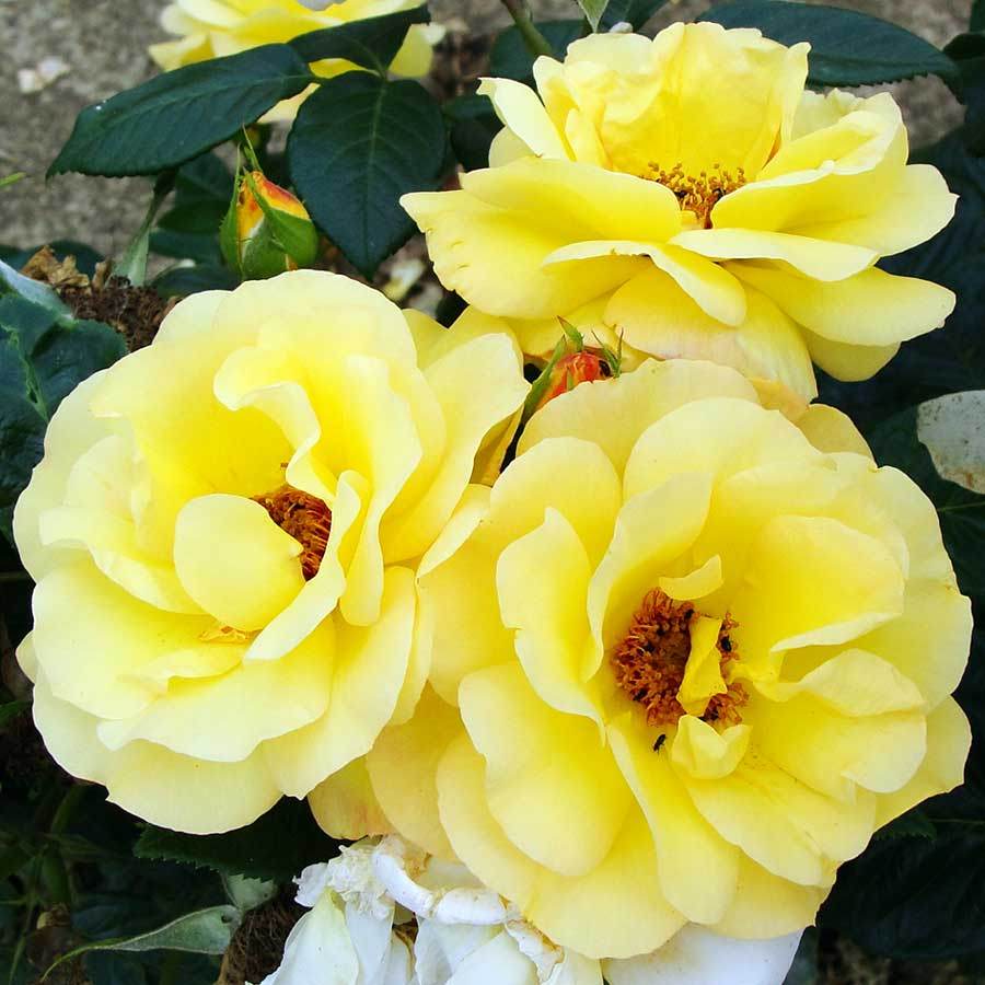 Arthur Bell Climbing Rose Gift - Rose Bush Gift - Tree2mydoor