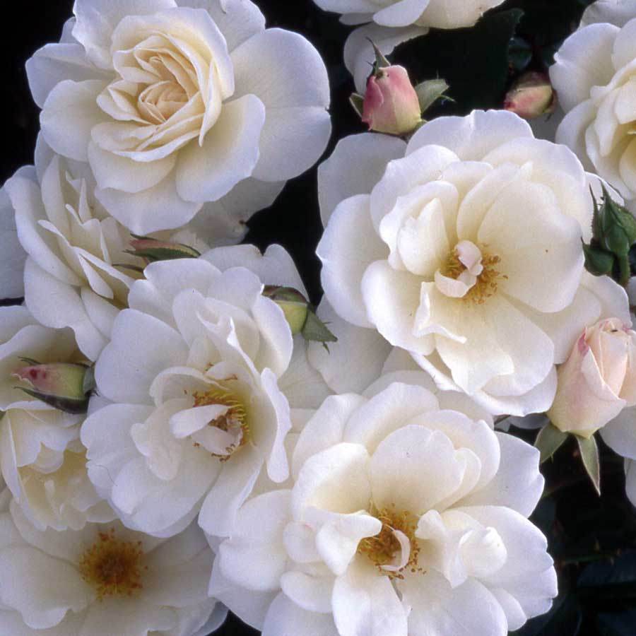 Iceberg Standard Rose Gift - Rose Bush Gift - Tree2mydoor