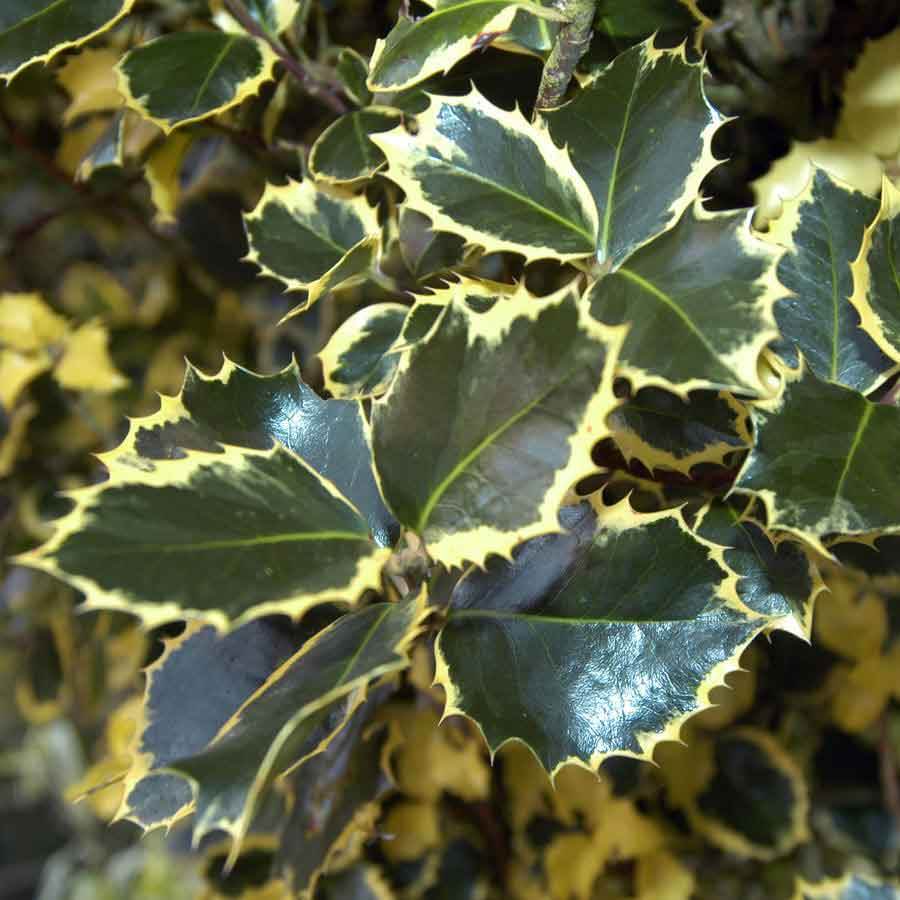 Golden King Holly Tree