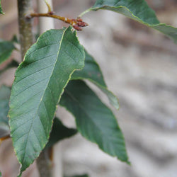 Lemon Drop Mountain Ash Tree Gift - Gardeners Club - Tree2mydoor