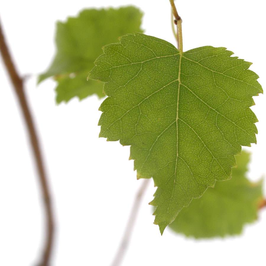Silver Birch Tree Gift Sapling (20 to 60cm) - Native Tree Gift - Tree2mydoor
