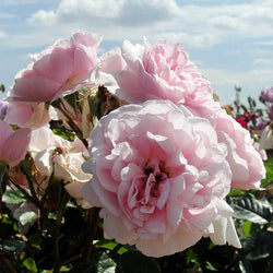 Make a Wish Rose Bush Gift - Rose Bush Gift - Tree2mydoor