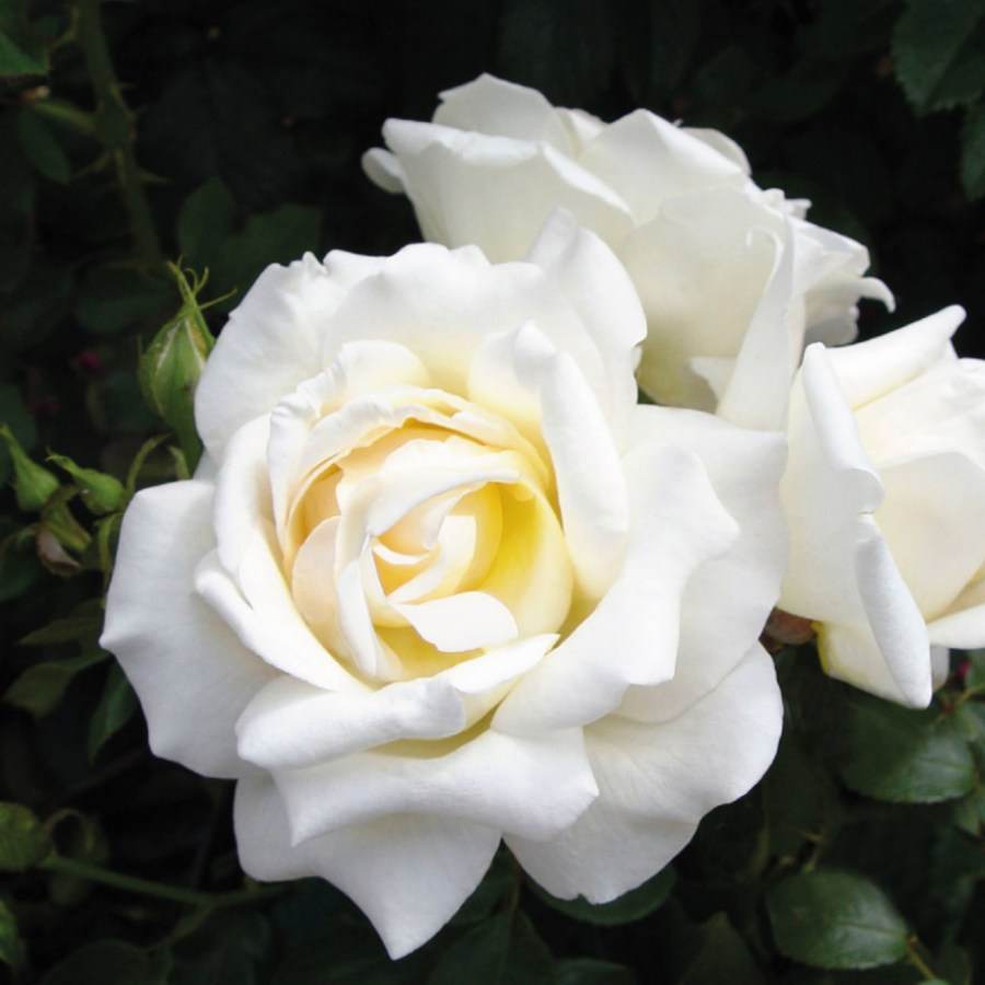 Fab at 30 Rose Bush Gift - Rose Bush Gift - Tree2mydoor