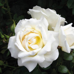 Fab at 30 Rose Bush Gift - Rose Bush Gift - Tree2mydoor