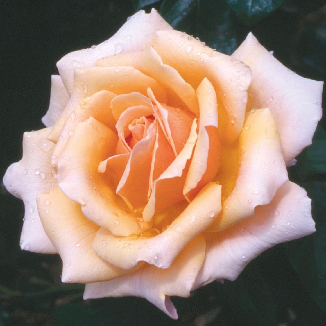 Fab at 50 Rose Bush Gift