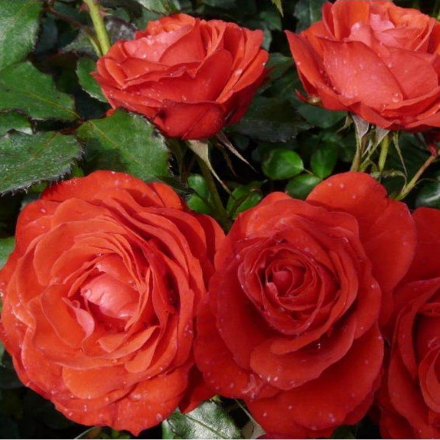 Fab at 60 Rose Bush Gift - Rose Bush Gift - Tree2mydoor