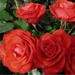 Fab at 60 Rose Bush Gift - Rose Bush Gift - Tree2mydoor