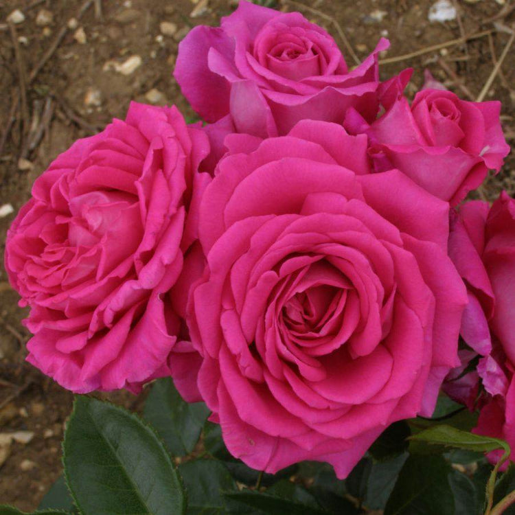 70 Stalks Roses Fab at 70 Rose Bush Gift | Send a Beautiful Pink 70th Birthday Rose ...