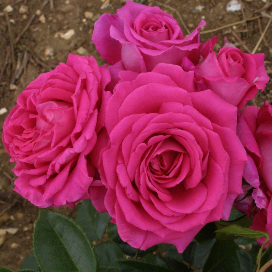 Fab at 70 Rose Bush Gift - Rose Bush Gift - Tree2mydoor