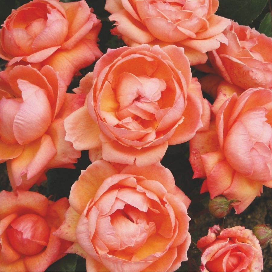 Fab at 80 Rose Bush Gift | Send an Orange 80th Birthday Rose