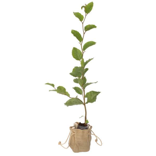 Beech Tree Gift - Native Tree Gift - Tree2mydoor