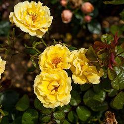 A Faithful Friend Rose Bush Gift - Rose Bush Gift - Tree2mydoor