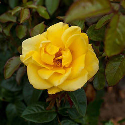 A Faithful Friend Rose Bush Gift - Rose Bush Gift - Tree2mydoor